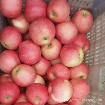 New Crop Fresh Sweet Red Gala Apple